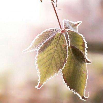 开元·appapp下载